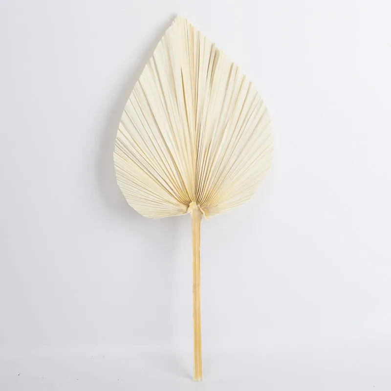 Dried Palm Leaves Natural Dried Fan Leaf Palm Boho Decor