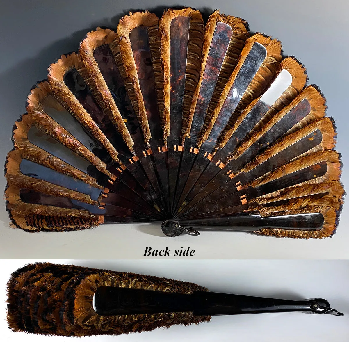 RARE Museum Fan, Antique French Tortoise Shell Monture, Lush Iridescent Ring Neck Pheasant Feather