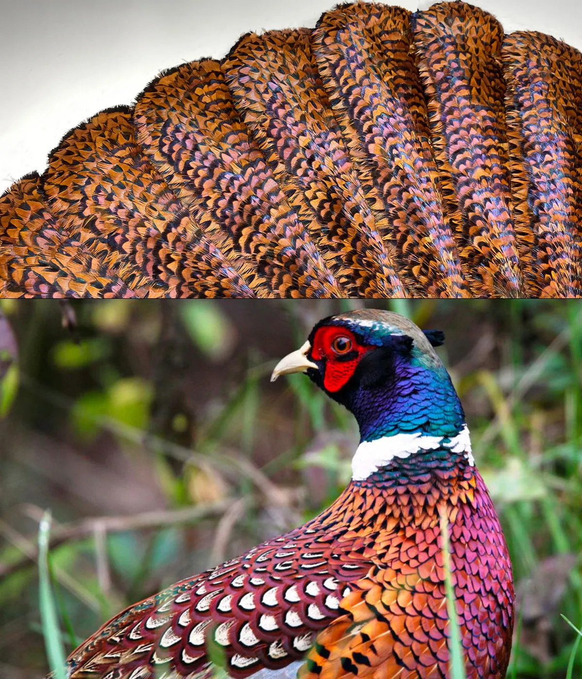 RARE Museum Fan, Antique French Tortoise Shell Monture, Lush Iridescent Ring Neck Pheasant Feather